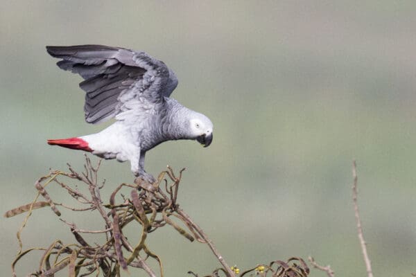 A wild Grey Parrot lands atop a tree