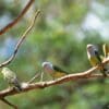 Wild Grey-headed Lovebirds perch in a tree