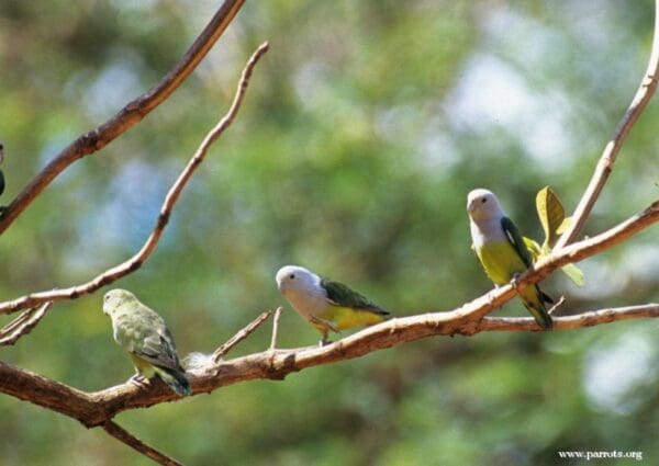 Wild Grey-headed Lovebirds perch in a tree