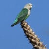 A wild male Grey-headed Lovebird perches atop a spiky branch