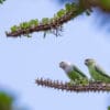 Wild Grey-headed Lovebirds, male and female, perch on a spiky branch