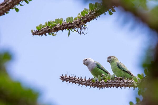 Wild Grey-headed Lovebirds, male and female, perch on a spiky branch