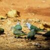 Wild Grey-headed Lovebirds feed on the ground