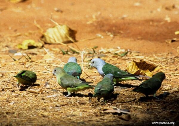 Wild Grey-headed Lovebirds feed on the ground