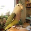 A companion Grey-headed Lovebird perches on its caregiver