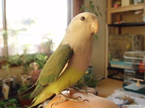 A companion Grey-headed Lovebird perches on its caregiver