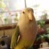 A companion Grey-headed Lovebird perches on furniture