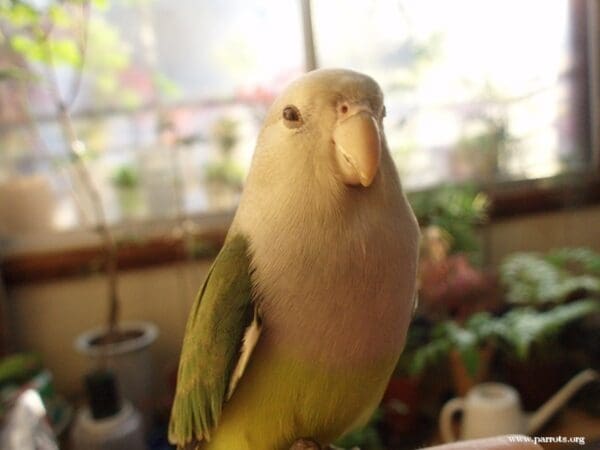 A companion Grey-headed Lovebird perches on furniture