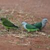 Wild Grey-headed Lovebirds forage on the ground