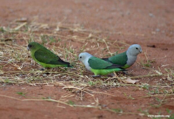 Wild Grey-headed Lovebirds forage on the ground