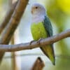 A wild Grey-headed Lovebird perches on a branch