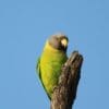 A wild Grey-headed Parakeet clings to a limb