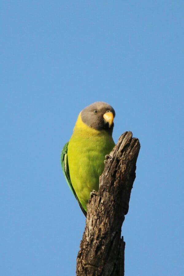 A wild Grey-headed Parakeet clings to a limb