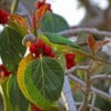 A wild Grey-headed Parakeet feeds on fruits