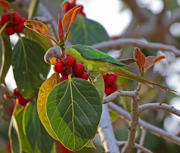 A wild Grey-headed Parakeet feeds on fruits