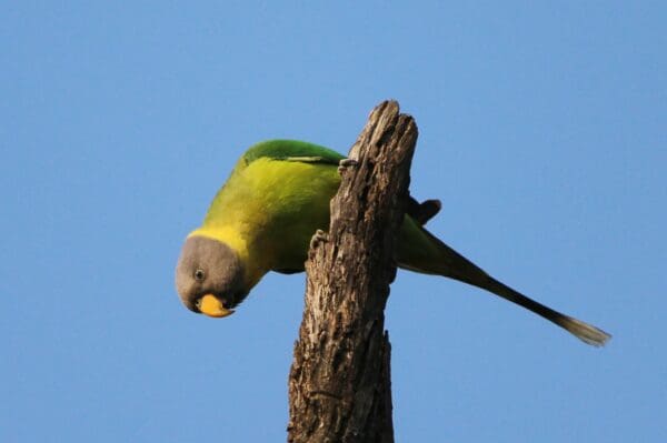 A wild Grey-headed Parakeet peers at the ground