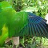 A wild male Guaiabero is held for examination