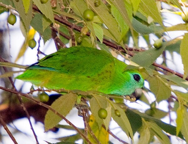 A wild male Guaiabero feeds on fruits