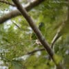 A wild Guaiabero perches in a tree