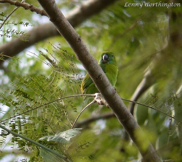 A wild Guaiabero perches in a tree