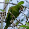 A wild Hispaniolan Conure perches on one foot