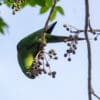 A wild Hispaniolan Conure feeds on berries