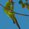 A wild Hispaniolan Conure dangles from a twig