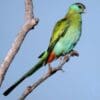 A wild juvenile male Hooded Parrot perches on a branch