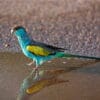 A wild male Hooded Parrot stands in water