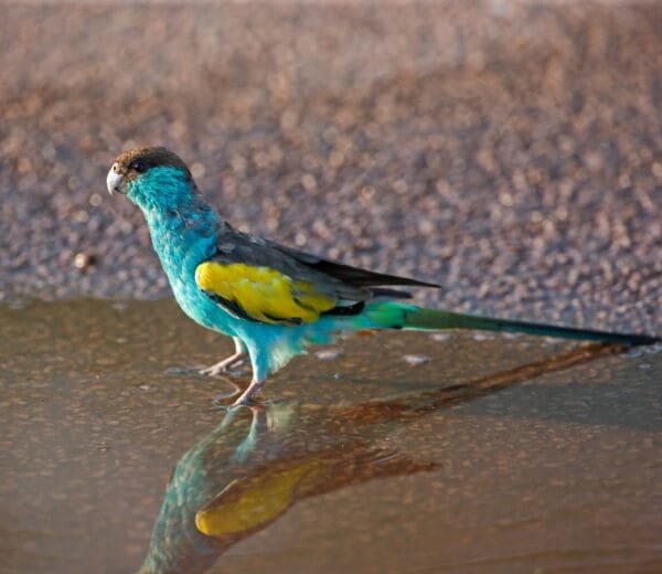 A wild male Hooded Parrot stands in water