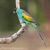 A wild male Hooded Parrot perches on branch