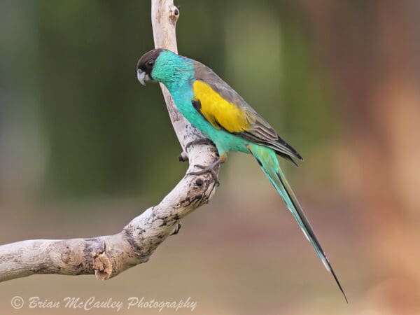 A wild male Hooded Parrot perches on branch