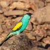 A wild male Hooded Parrot perches on a rock