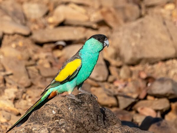 A wild male Hooded Parrot perches on a rock