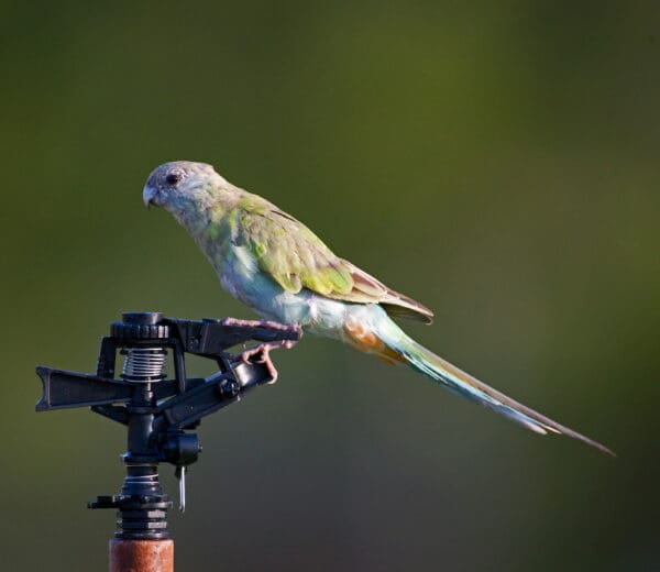 A wild female Hooded Parrot perches on a sprinkler