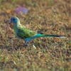 A wild juvenile male Hooded Parrot forages on the ground