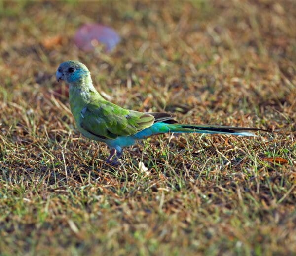 A wild juvenile male Hooded Parrot forages on the ground