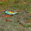 A wild male Hooded Parrot forages on the ground