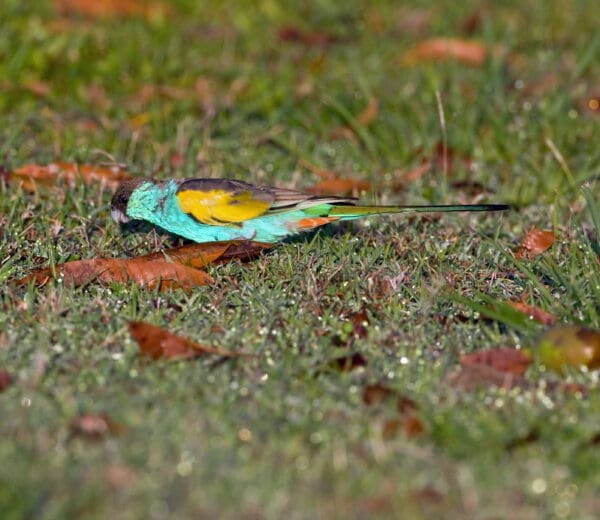A wild male Hooded Parrot forages on the ground