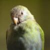 A female Hooded Parrot perches on a branch at Burgers Zoo, Netherlands