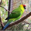 A Horned Parakeet perches on a branch