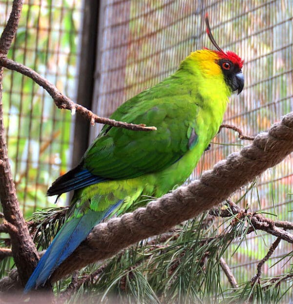 A Horned Parakeet perches on a branch