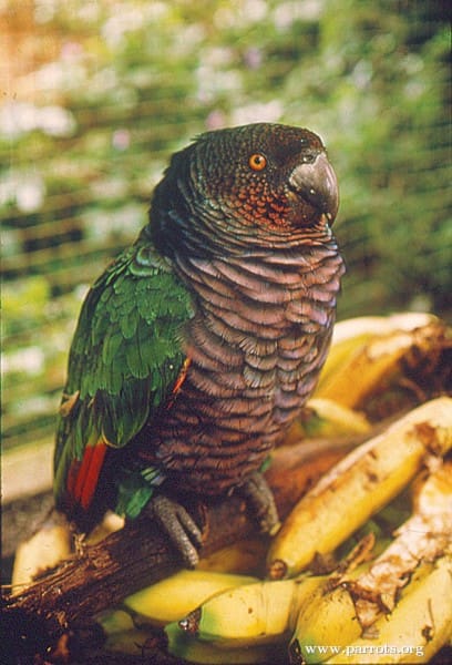 A Imperial Amazon perches in a government aviary
