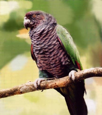 A wild Imperial Amazon perches on a branch