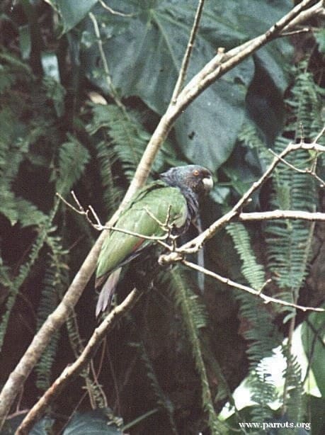 A wild Imperial Amazon perches in a tree