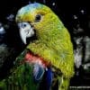 A closeup of a wild Indigo-winged Parrot