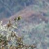 A wild Indigo-winged Parrot perches high in a tree