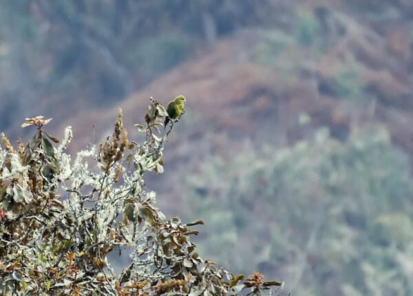 A wild Indigo-winged Parrot perches high in a tree