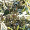 A wild Indigo-winged Parrot feeds on fruit