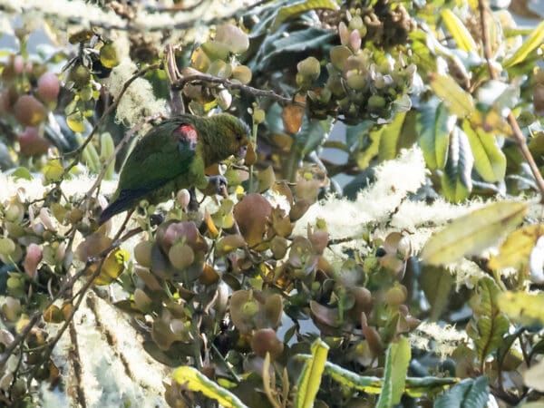 A wild Indigo-winged Parrot feeds on fruit